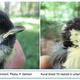 Illustration for article titled Stressful City Life Causes Some Birds To Age Faster